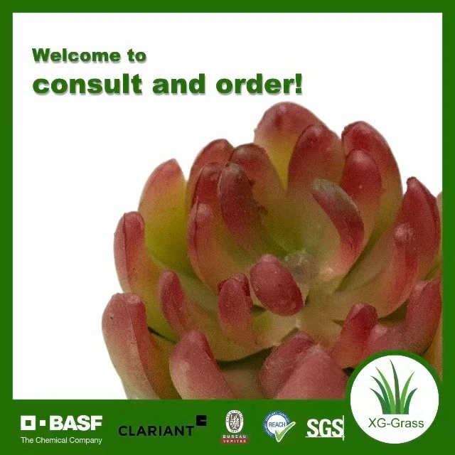 Eternal Succulent Bloom best